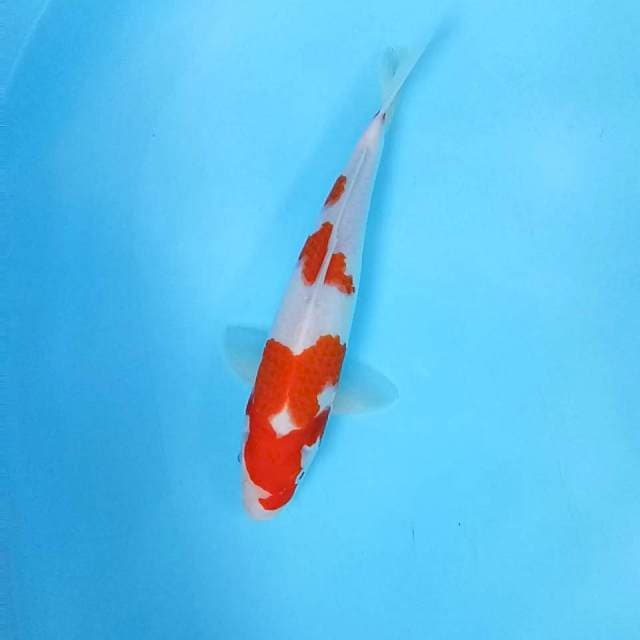 30cm # Kohaku