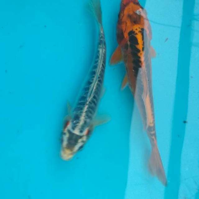 Duo kiko joss