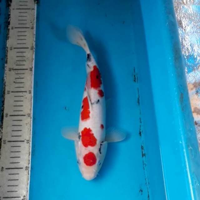 Sanke 32 cm