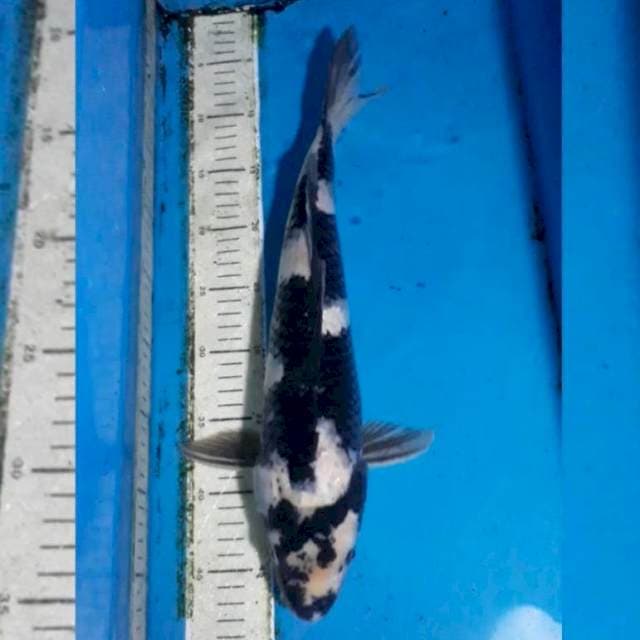 Shiro 42 cm