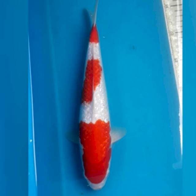 Kohaku ginrin 35 cm Male
