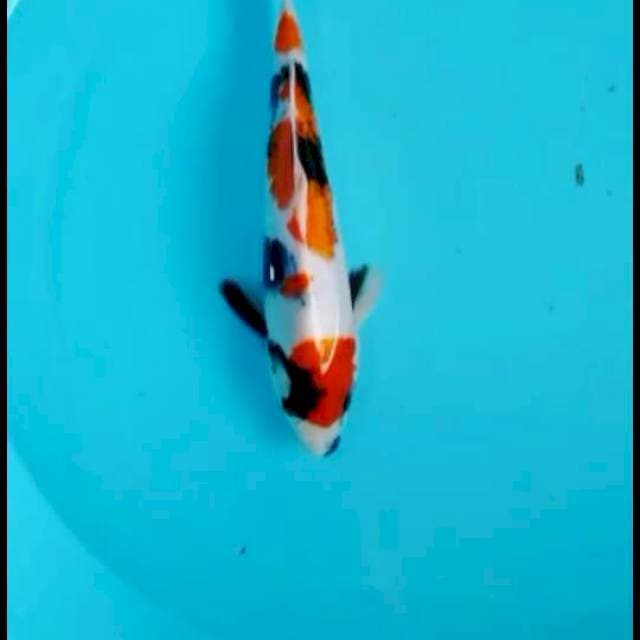 Showa 26cm