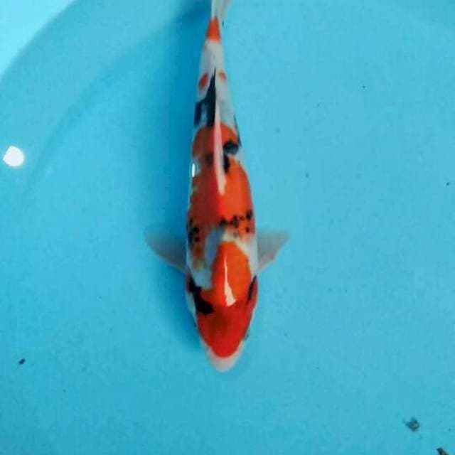 Showa tateghoi 24cm