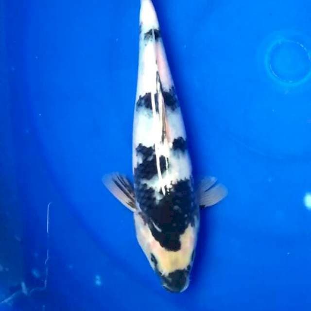 Shiro 25cm