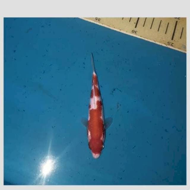 Kohaku sq kecil calon sesuatu