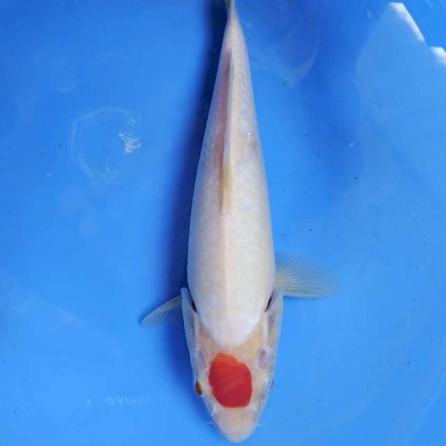 Tancho kohaku , 29cm