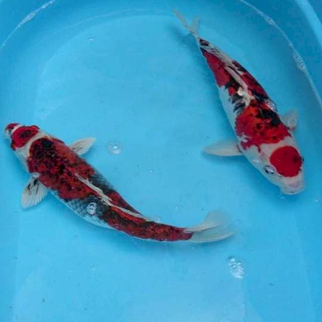 Duo Maruten