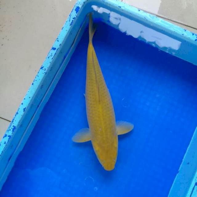 40cm Calon jumbo