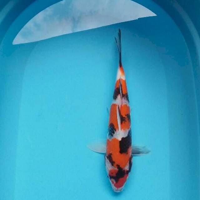 Showa sansoku