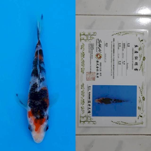 Sakai sanke 13cm serti