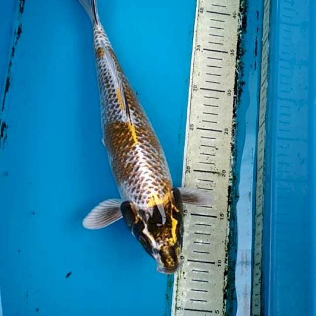 Kogane ochiba 35cm