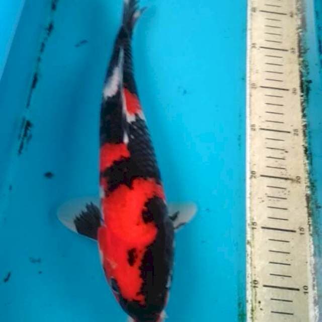 Showa 31cm