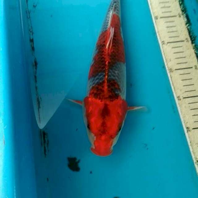 Goshiki 33cm