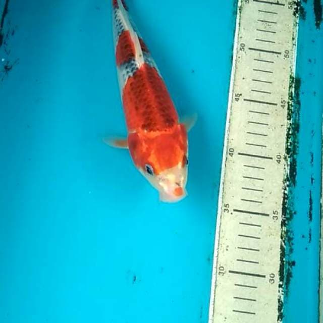 Goshiki 25cm