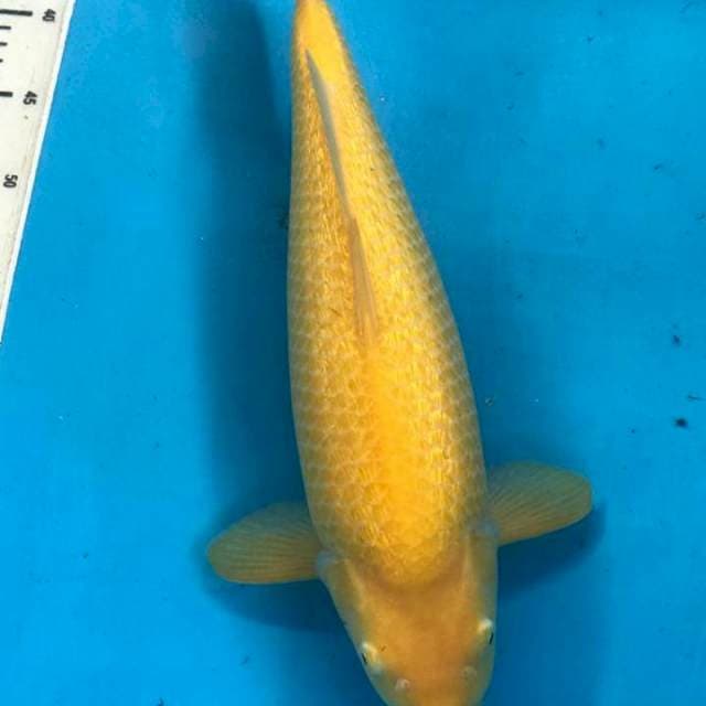 F1 Karashi Gindrin 44cm/45BU