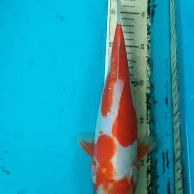 Kawarimono 26cm