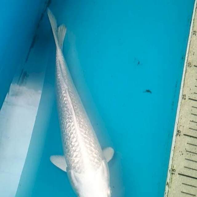Platinum 25cm ginrin