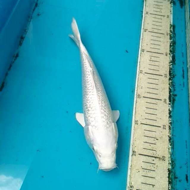 Platinum 25cm ginrin