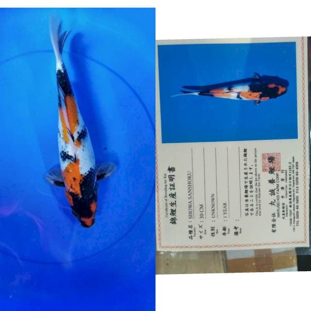Showa marusei serti
