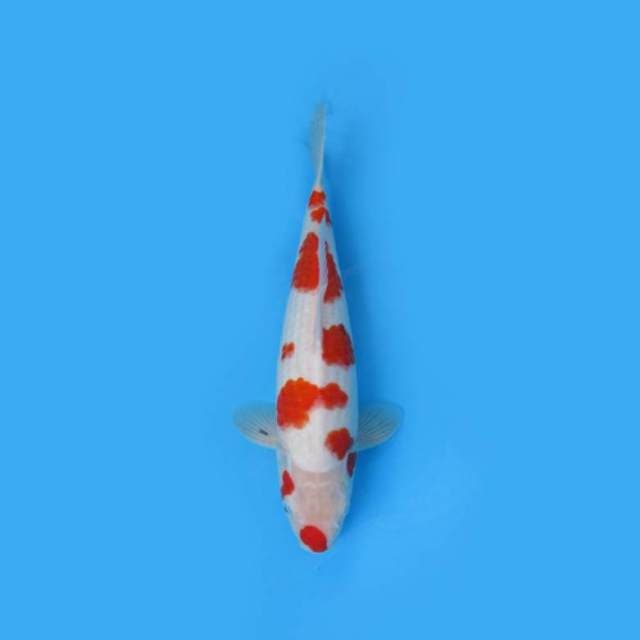 NEAR KOI - 42CM - SAKURA KOROMO