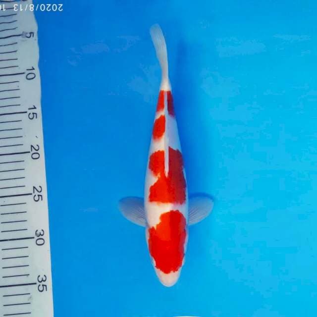 ENZO 2 - KOHAKU ®