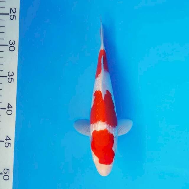 ENZO 3 - KOHAKU GIN RIN ®