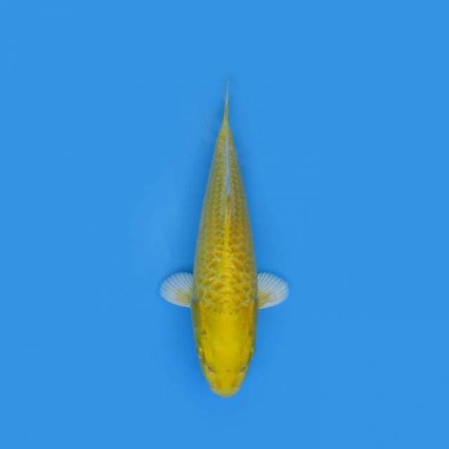 NEAR KOI - 29CM - YAMABUKI OGON