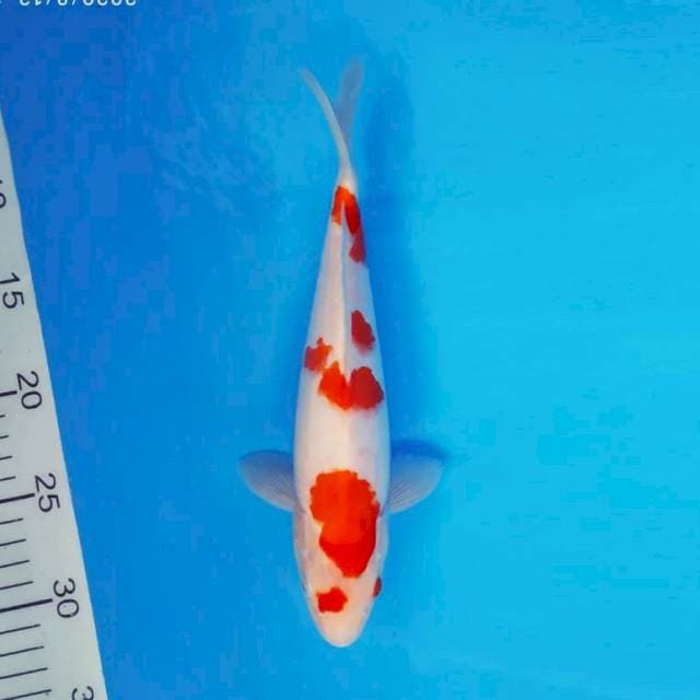 ENZO 12 - KOHAKU ®