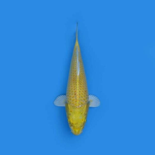 NEAR KOI - 31CM - YAMABUKI OGON