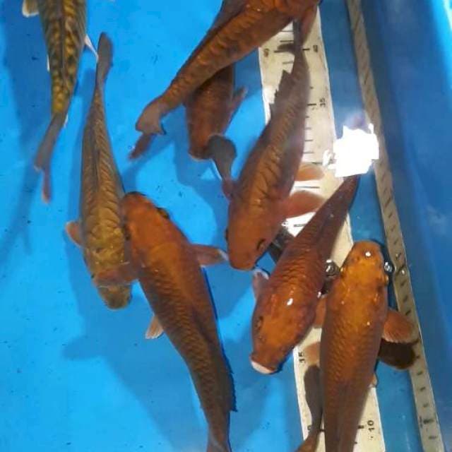 CHAGOI TEMBAGA 20-25 CM 12 EKOR