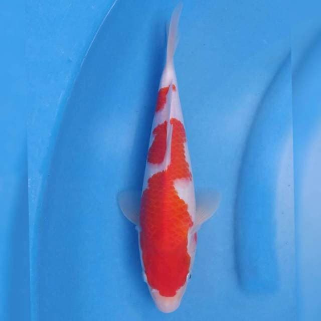 Genjiro Kohaku