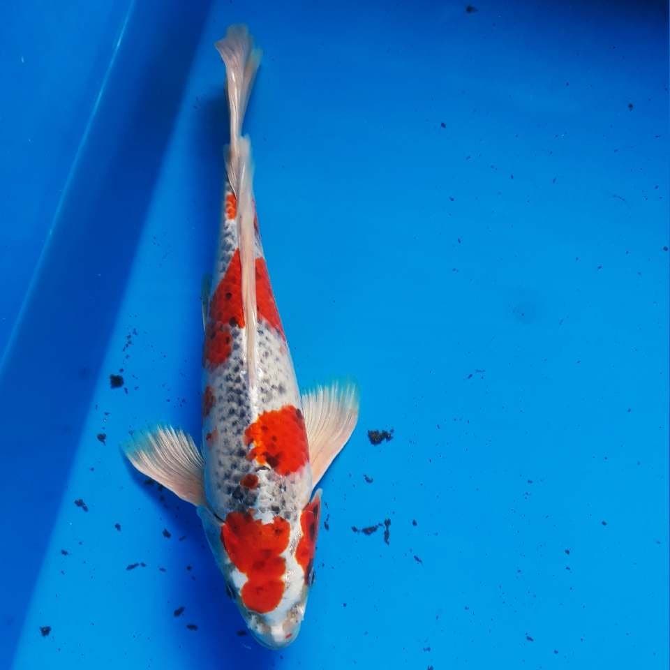 KUMPAY GOSIKI 