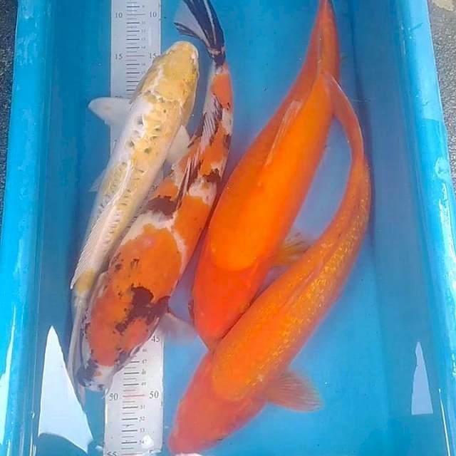Mix jumbo
