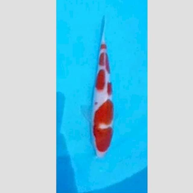 Kohaku original super 25cm