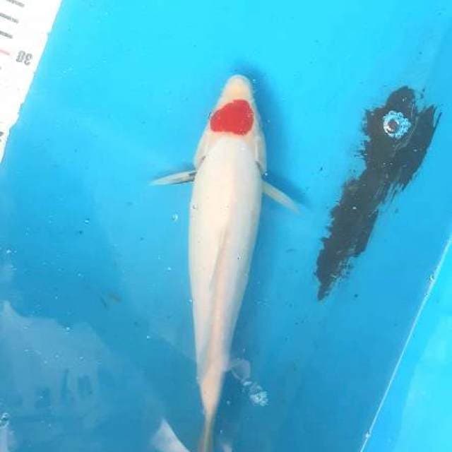 Tancho 