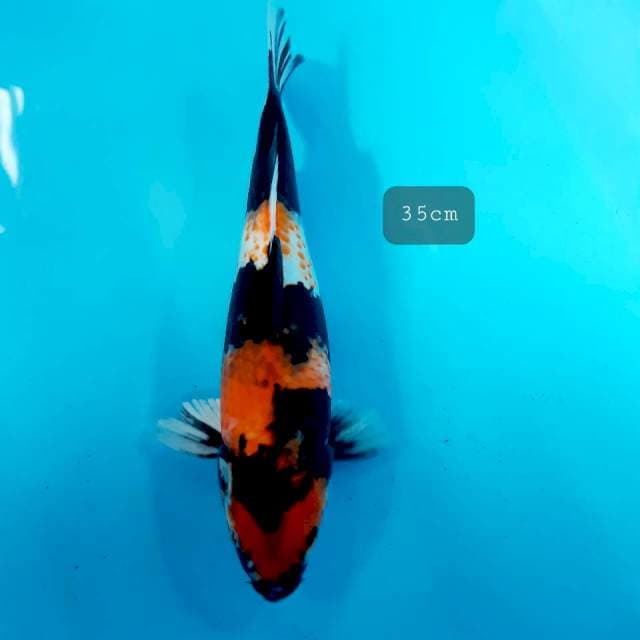 Hikari showa kanoko 35cm