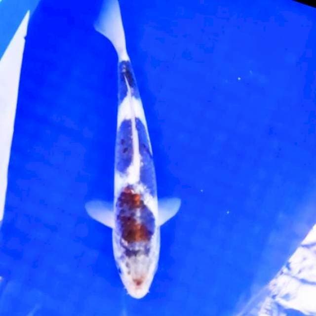 Goromo