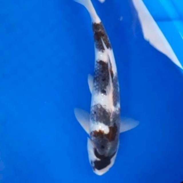 Goromo