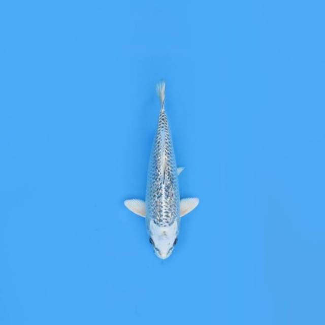 NEAR KOI - 27CM - RARE MATSUBA GINRIN 