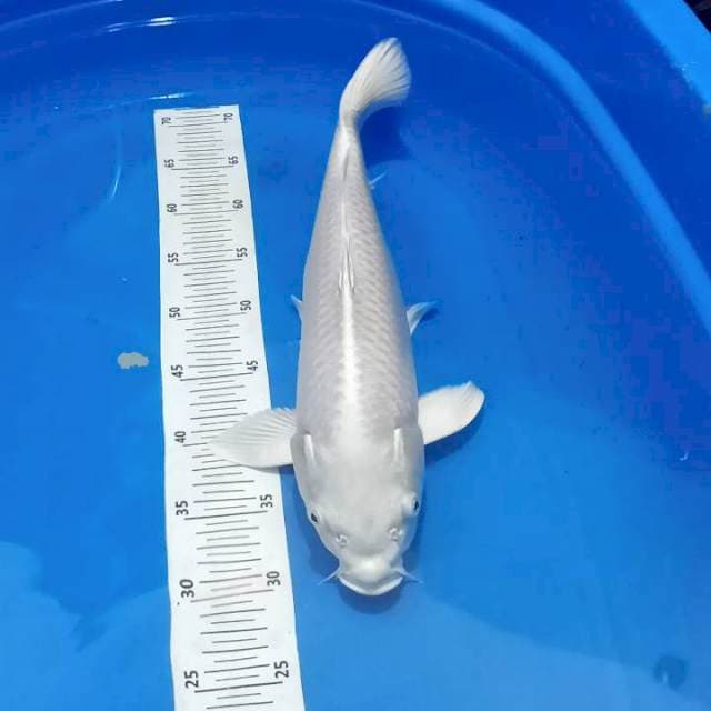 Ogon platinum 43 cm 