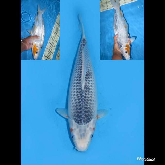 35cm , Asagi Bulky