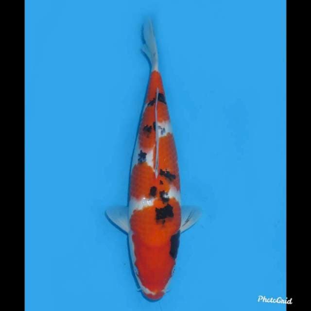 32cm , Taisho Sanke F1