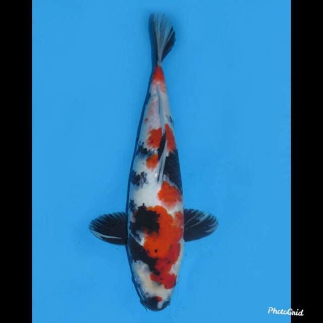 33cm , Red Kindai Showa