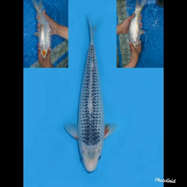 31cm , Asagi Male Tategoi