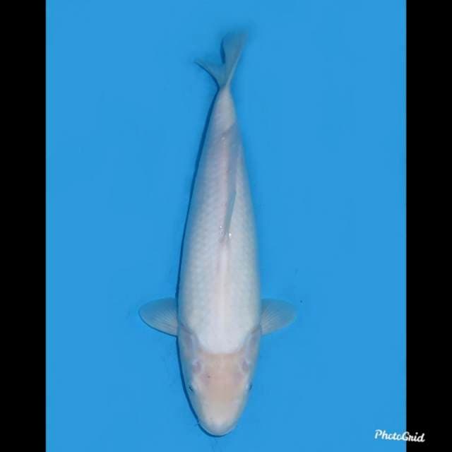 36cm , Shiromuji Pelengkap
