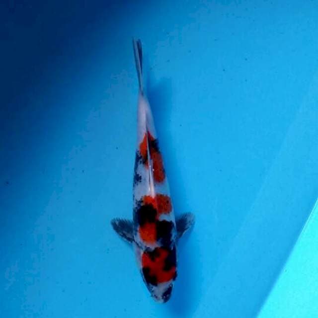 Showa 24cm