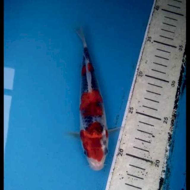 Goshiki 18cm
