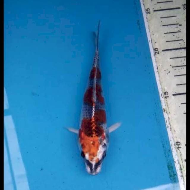 Beni Gingga 15cm