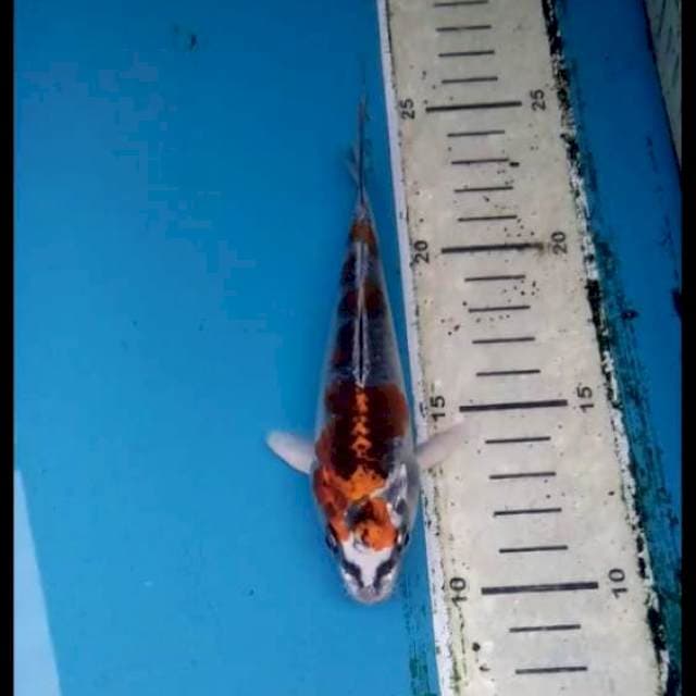 Beni Gingga 14cm