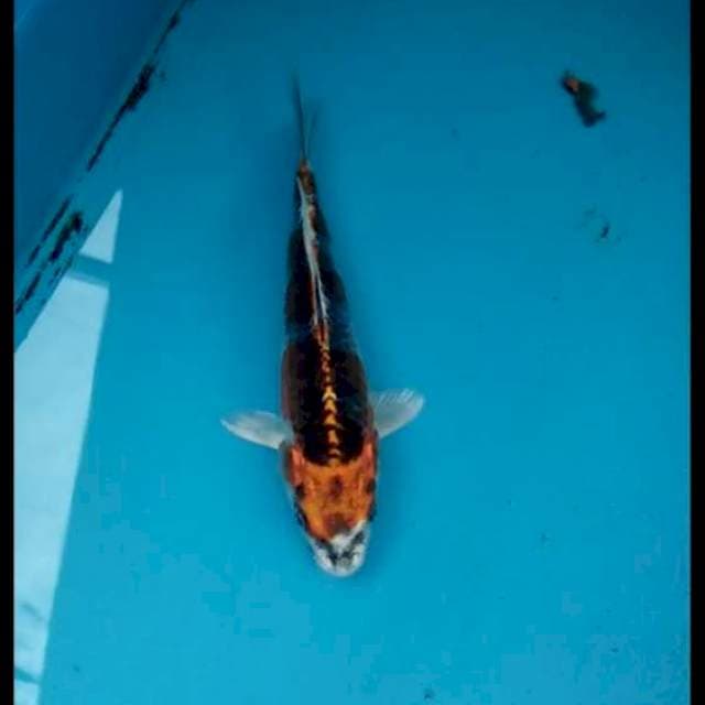 Beni Gingga 14cm